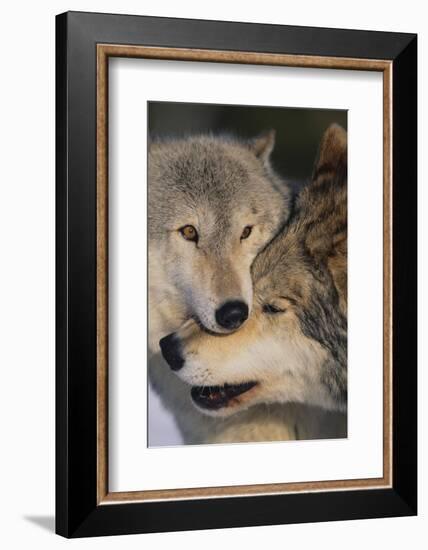 Gray Wolves Nuzzling-DLILLC-Framed Photographic Print