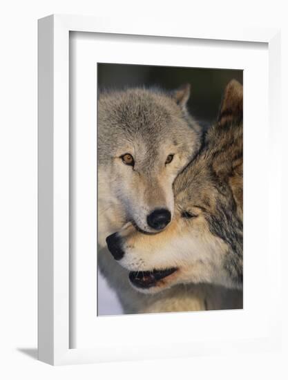 Gray Wolves Nuzzling-DLILLC-Framed Photographic Print