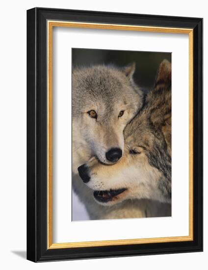 Gray Wolves Nuzzling-DLILLC-Framed Photographic Print