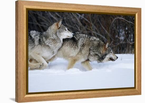 Gray Wolves Running in Snow in Winter, Montana-Richard and Susan Day-Framed Premier Image Canvas