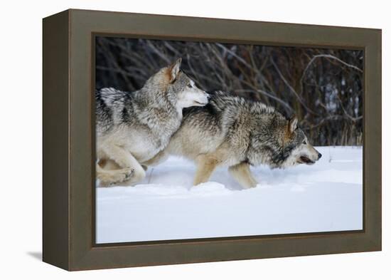 Gray Wolves Running in Snow in Winter, Montana-Richard and Susan Day-Framed Premier Image Canvas