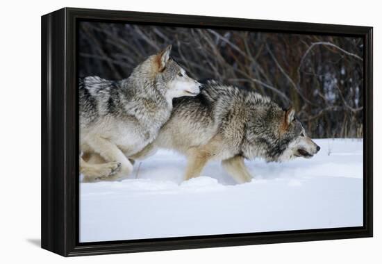 Gray Wolves Running in Snow in Winter, Montana-Richard and Susan Day-Framed Premier Image Canvas