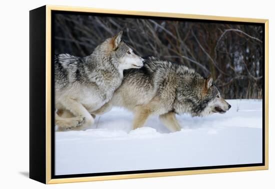 Gray Wolves Running in Snow in Winter, Montana-Richard and Susan Day-Framed Premier Image Canvas