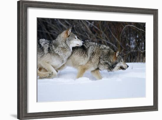 Gray Wolves Running in Snow in Winter, Montana-Richard and Susan Day-Framed Photographic Print