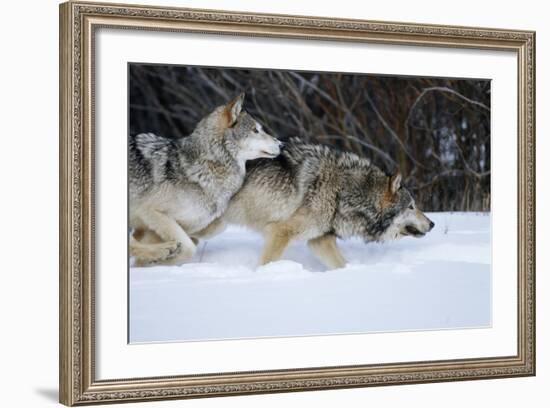 Gray Wolves Running in Snow in Winter, Montana-Richard and Susan Day-Framed Photographic Print