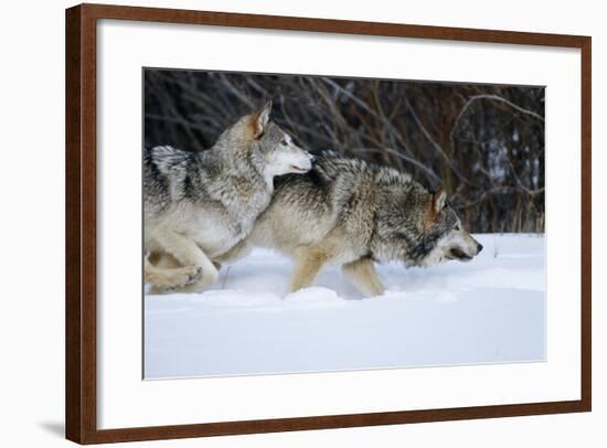 Gray Wolves Running in Snow in Winter, Montana-Richard and Susan Day-Framed Photographic Print