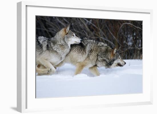 Gray Wolves Running in Snow in Winter, Montana-Richard and Susan Day-Framed Photographic Print