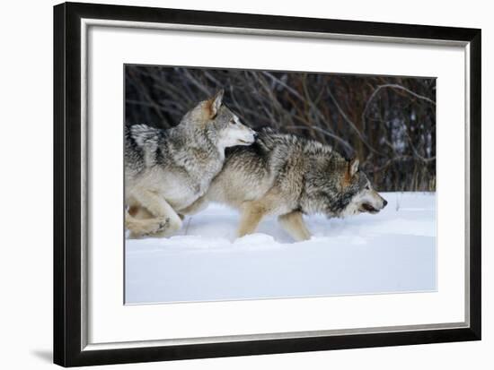 Gray Wolves Running in Snow in Winter, Montana-Richard and Susan Day-Framed Photographic Print