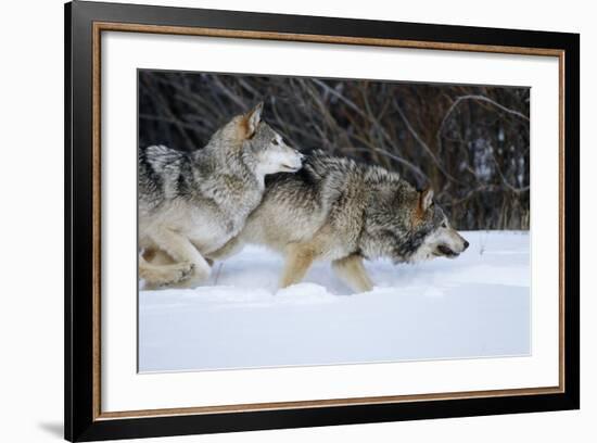 Gray Wolves Running in Snow in Winter, Montana-Richard and Susan Day-Framed Photographic Print