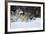 Gray Wolves Running in Snow in Winter, Montana-Richard and Susan Day-Framed Photographic Print