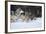 Gray Wolves Running in Snow in Winter, Montana-Richard and Susan Day-Framed Photographic Print