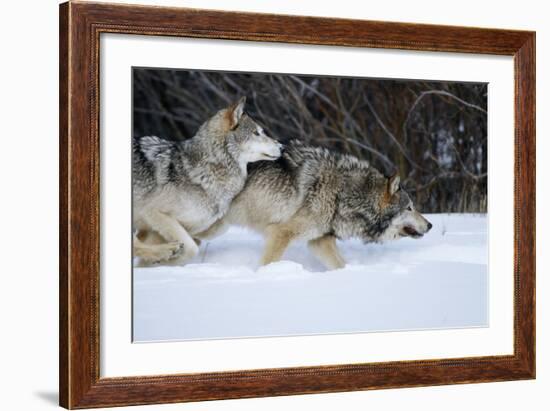 Gray Wolves Running in Snow in Winter, Montana-Richard and Susan Day-Framed Photographic Print