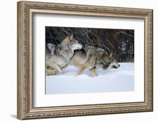 Gray Wolves Running in Snow in Winter, Montana-Richard and Susan Day-Framed Photographic Print