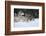 Gray Wolves Running in Snow in Winter, Montana-Richard and Susan Day-Framed Photographic Print