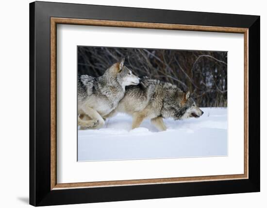 Gray Wolves Running in Snow in Winter, Montana-Richard and Susan Day-Framed Photographic Print