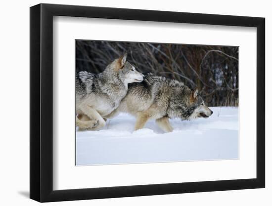 Gray Wolves Running in Snow in Winter, Montana-Richard and Susan Day-Framed Photographic Print