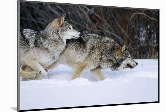 Gray Wolves Running in Snow in Winter, Montana-Richard and Susan Day-Mounted Photographic Print
