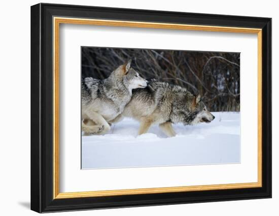 Gray Wolves Running in Snow in Winter, Montana-Richard and Susan Day-Framed Photographic Print