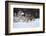 Gray Wolves Running in Snow in Winter, Montana-Richard and Susan Day-Framed Photographic Print