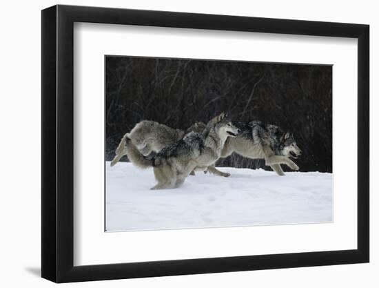 Gray Wolves Running in Snow in Winter, Montana-Richard and Susan Day-Framed Photographic Print