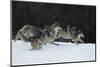 Gray Wolves Running in Snow in Winter, Montana-Richard and Susan Day-Mounted Photographic Print
