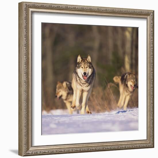 Gray Wolves Running on Snow-DLILLC-Framed Photographic Print