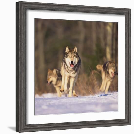 Gray Wolves Running on Snow-DLILLC-Framed Photographic Print