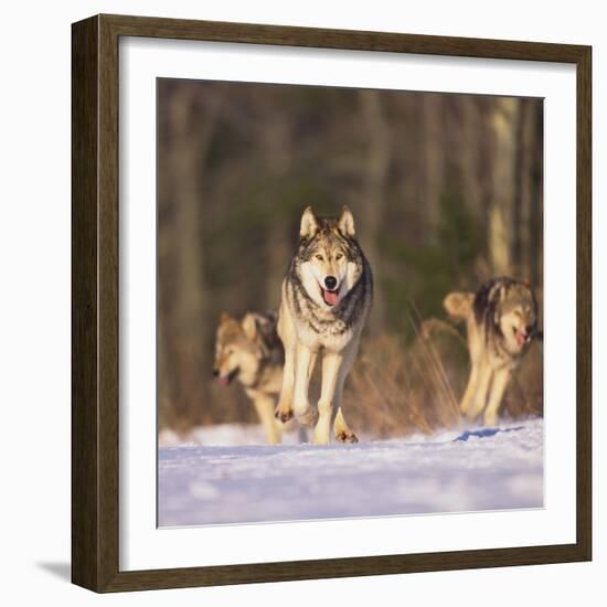 Gray Wolves Running on Snow-DLILLC-Framed Photographic Print