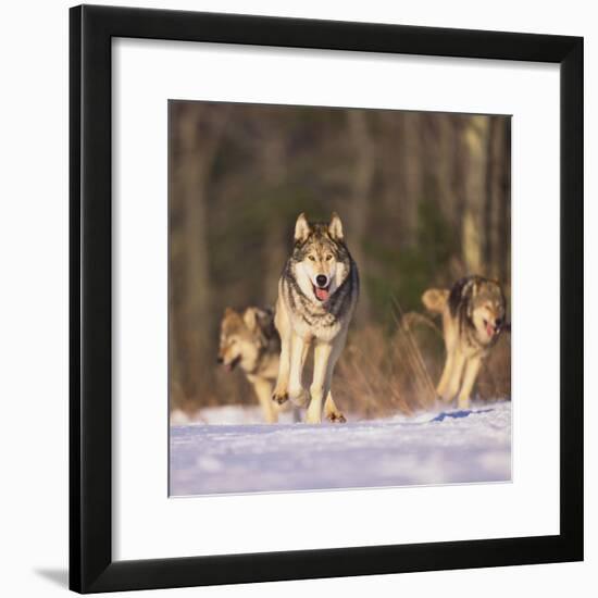 Gray Wolves Running on Snow-DLILLC-Framed Photographic Print