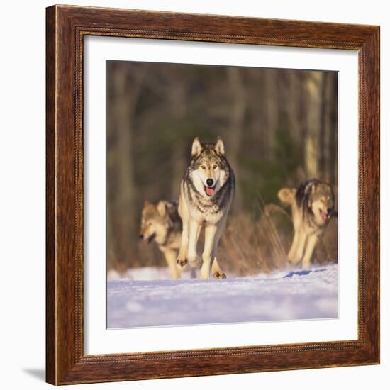 Gray Wolves Running on Snow-DLILLC-Framed Photographic Print