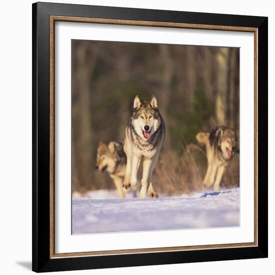 Gray Wolves Running on Snow-DLILLC-Framed Photographic Print