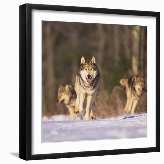 Gray Wolves Running on Snow-DLILLC-Framed Photographic Print