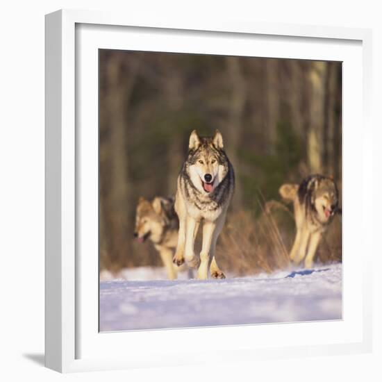 Gray Wolves Running on Snow-DLILLC-Framed Photographic Print