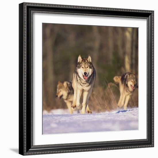 Gray Wolves Running on Snow-DLILLC-Framed Photographic Print