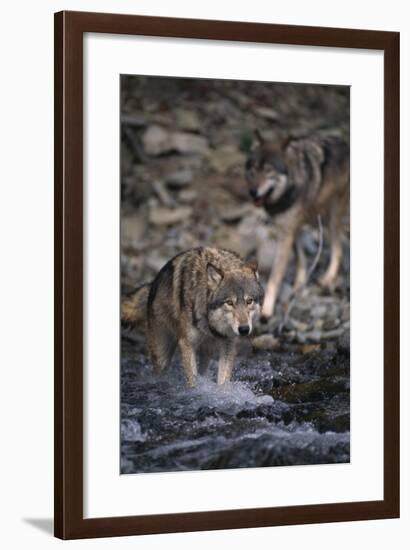 Gray Wolves Walking in River-DLILLC-Framed Photographic Print