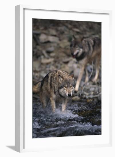 Gray Wolves Walking in River-DLILLC-Framed Photographic Print