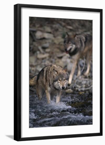 Gray Wolves Walking in River-DLILLC-Framed Photographic Print