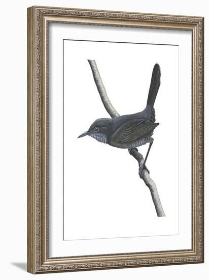 Gray Wren-Warbler (Calamonastes Simplex), Birds-Encyclopaedia Britannica-Framed Art Print