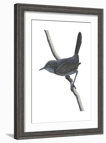 Gray Wren-Warbler (Calamonastes Simplex), Birds-Encyclopaedia Britannica-Framed Art Print