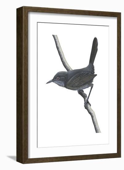 Gray Wren-Warbler (Calamonastes Simplex), Birds-Encyclopaedia Britannica-Framed Art Print