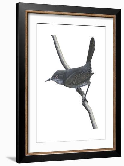 Gray Wren-Warbler (Calamonastes Simplex), Birds-Encyclopaedia Britannica-Framed Art Print