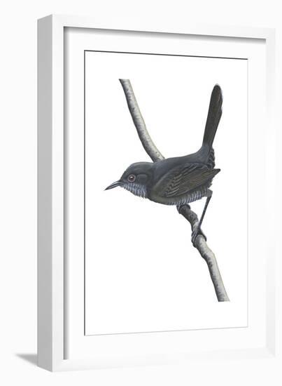 Gray Wren-Warbler (Calamonastes Simplex), Birds-Encyclopaedia Britannica-Framed Art Print