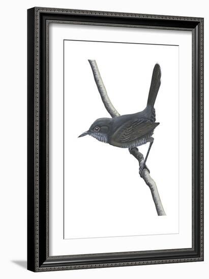 Gray Wren-Warbler (Calamonastes Simplex), Birds-Encyclopaedia Britannica-Framed Art Print