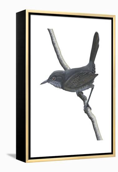 Gray Wren-Warbler (Calamonastes Simplex), Birds-Encyclopaedia Britannica-Framed Stretched Canvas