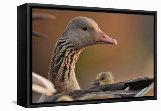 Graylag Gosling (Anser Anser) Resting Under Parent'S Wing, Pusztaszer, Hungary-Bence Mate-Framed Premier Image Canvas