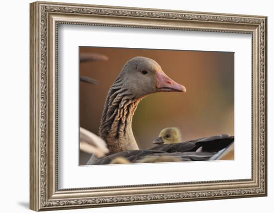 Graylag Gosling (Anser Anser) Resting Under Parent'S Wing, Pusztaszer, Hungary-Bence Mate-Framed Photographic Print