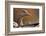 Graylag Gosling (Anser Anser) Resting Under Parent'S Wing, Pusztaszer, Hungary-Bence Mate-Framed Photographic Print