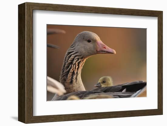 Graylag Gosling (Anser Anser) Resting Under Parent'S Wing, Pusztaszer, Hungary-Bence Mate-Framed Photographic Print