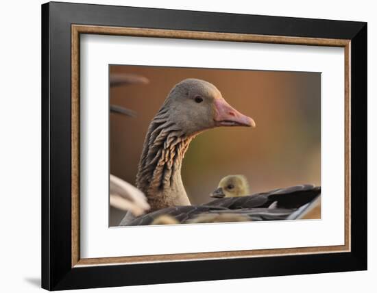 Graylag Gosling (Anser Anser) Resting Under Parent'S Wing, Pusztaszer, Hungary-Bence Mate-Framed Photographic Print