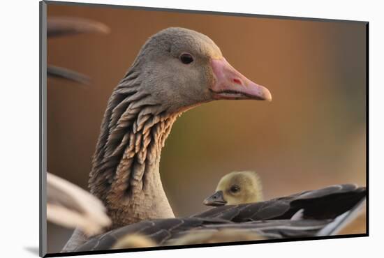 Graylag Gosling (Anser Anser) Resting Under Parent'S Wing, Pusztaszer, Hungary-Bence Mate-Mounted Photographic Print